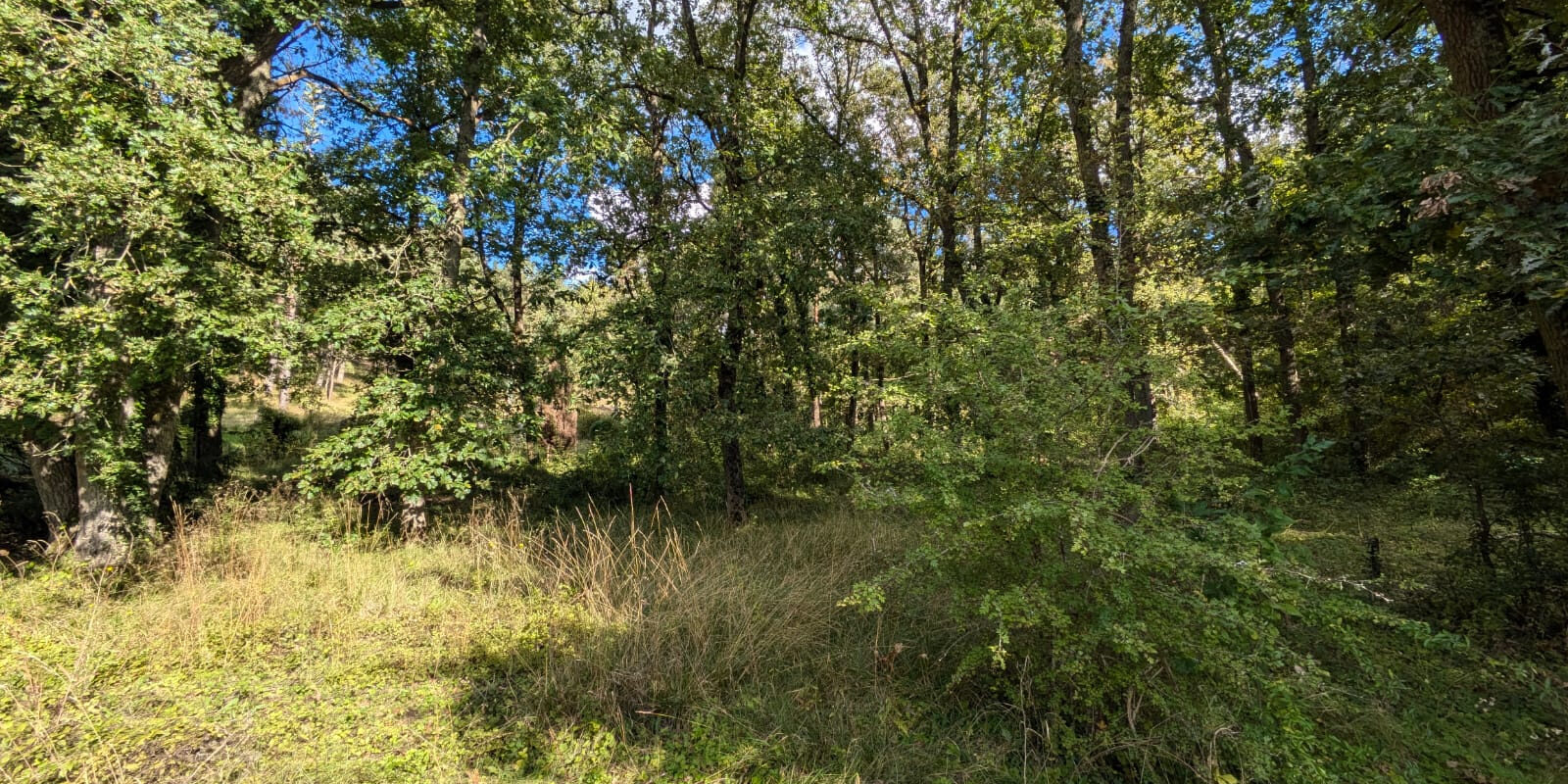 Terrain boisé.